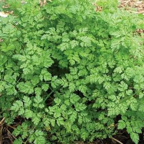 Chervil seeds 5g (
