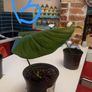 selection of monstera plants Image 6