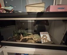 Reptile tank