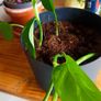 plant - Epipremnum aureum Image 7