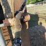 Excellent : Lister Sheep shearing machine Image 3