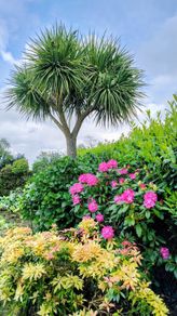 Cordyline Australis