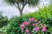 Cordyline Australis
