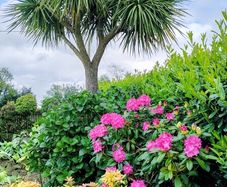 Cordyline Australis