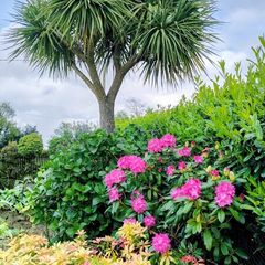 Cordyline Australis