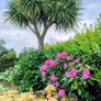 Pirus ForestFlame Plant Image 2