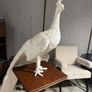 Will and I clearance Large plaster resign peacock on a mahogany stand Image 4