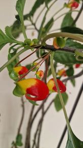 flowers parrots impatiens
