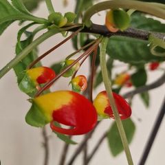 flowers parrots impatiens