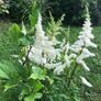 astilbe - pink white and red varieties Image 3