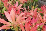 Flowering Shrubs, Two Euros