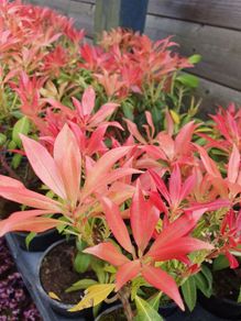 Flowering Shrubs, Two Euros