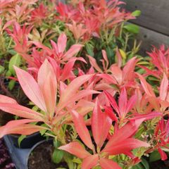 Flowering Shrubs, Two Euros