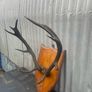 Antique Mounted  nine point Antlers on a shield plaque c1890 Image 7
