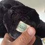 Custom made Mothman Plushie Image 4