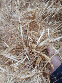 English or Irish Barley Straw