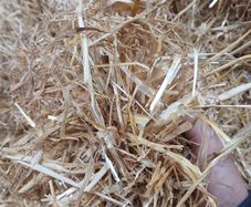 English or Irish Barley Straw
