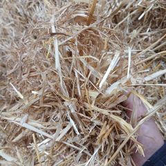 English or Irish Barley Straw