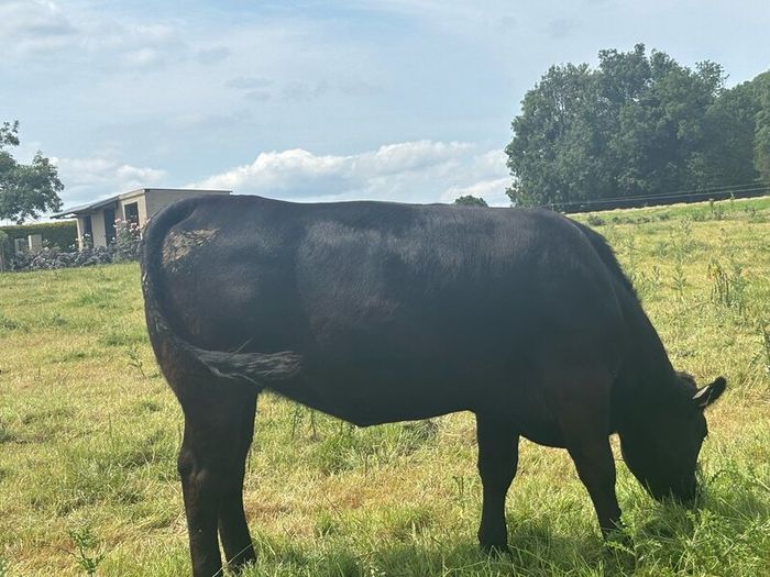 In calf Limousine x bb heifer