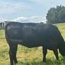 In calf Limousine x bb heifer Image 5