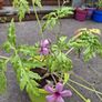 Geranium Palmatum Image 2