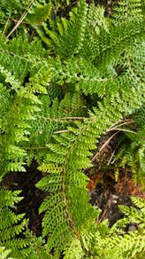 Large Fern Plants, Three Euros