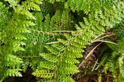 Large Fern Plants, Three Euros
