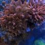 speckled rose bubble tip anemone Image 4