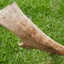 Real Naturally Fallow Deer Antlers On A Skull (trophy Taxidermy) Image 7