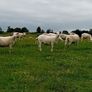 Hoggets Easy Care Image 6