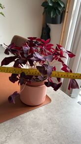 Purple Shamrock