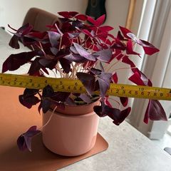 Purple Shamrock