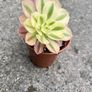 plant Image 2