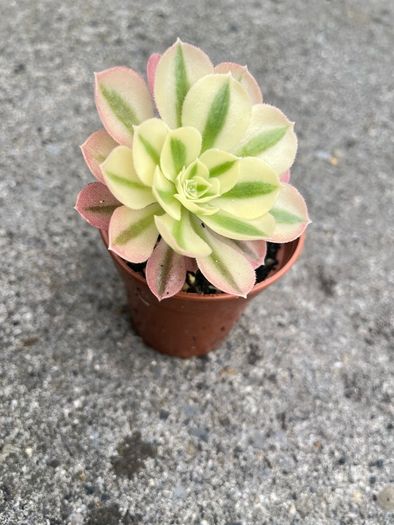 plant