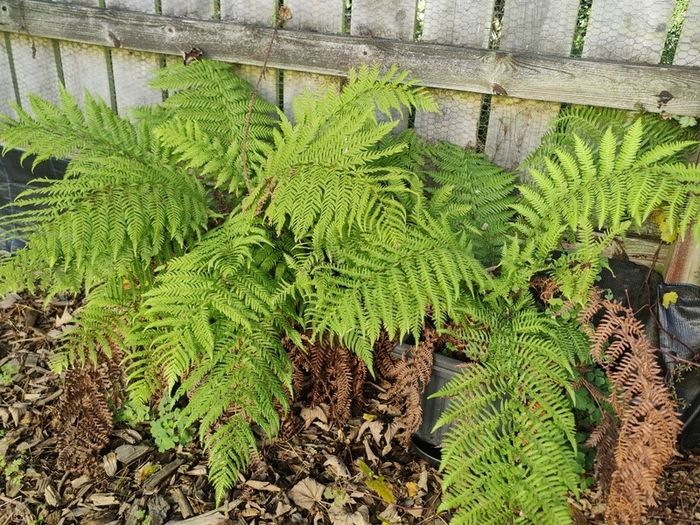 Fern tree plant