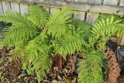 Fern tree plant