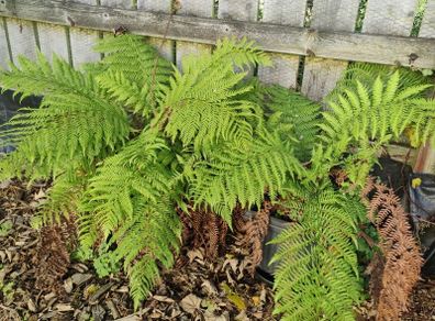 Fern tree plant