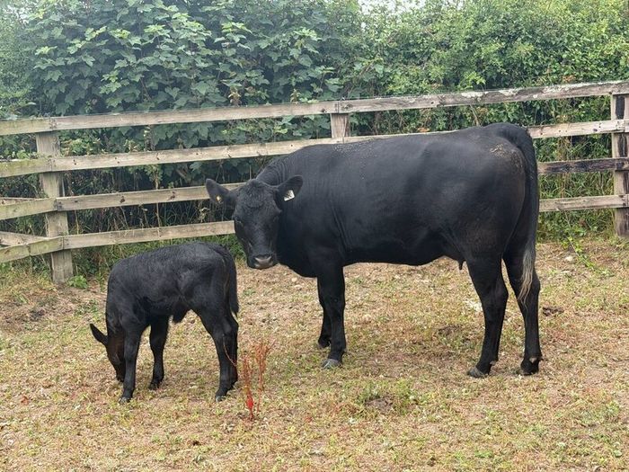 Five Star Organic AA Heifer with calf