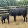 Five Star Organic AA Heifer with calf Image 3