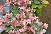 hydrangea Ophelia