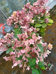 hydrangea Ophelia