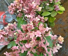 hydrangea Ophelia