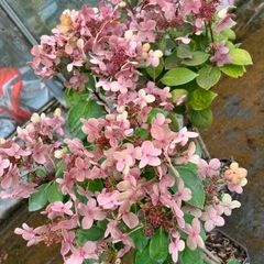 hydrangea Ophelia