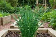 (C) Chive Jowisz seeds 1g (220281)