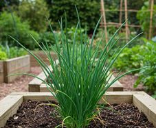 (C) Chive Jowisz seeds 1g (220281)