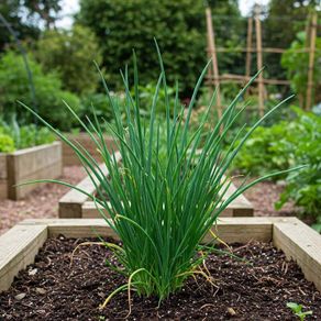 (C) Chive Jowisz seeds 1g (220281)