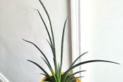 Mikado snake plant