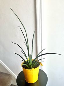Mikado snake plant