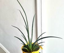 Mikado snake plant