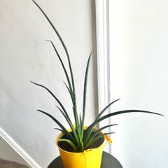 Mikado snake plant